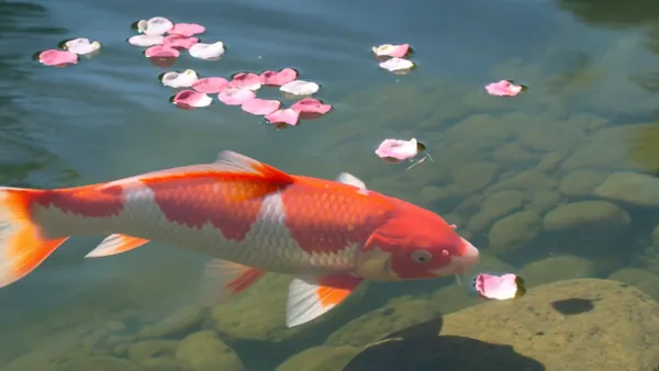 Text to video AI free without watermark example — koi fish pond video generated by Kling 3.0