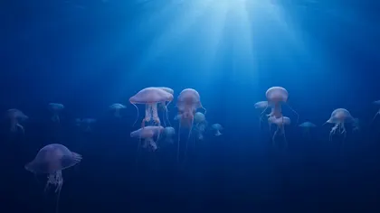 Text to video AI free without watermark — jellyfish ballet in deep ocean light, Grok Imagine